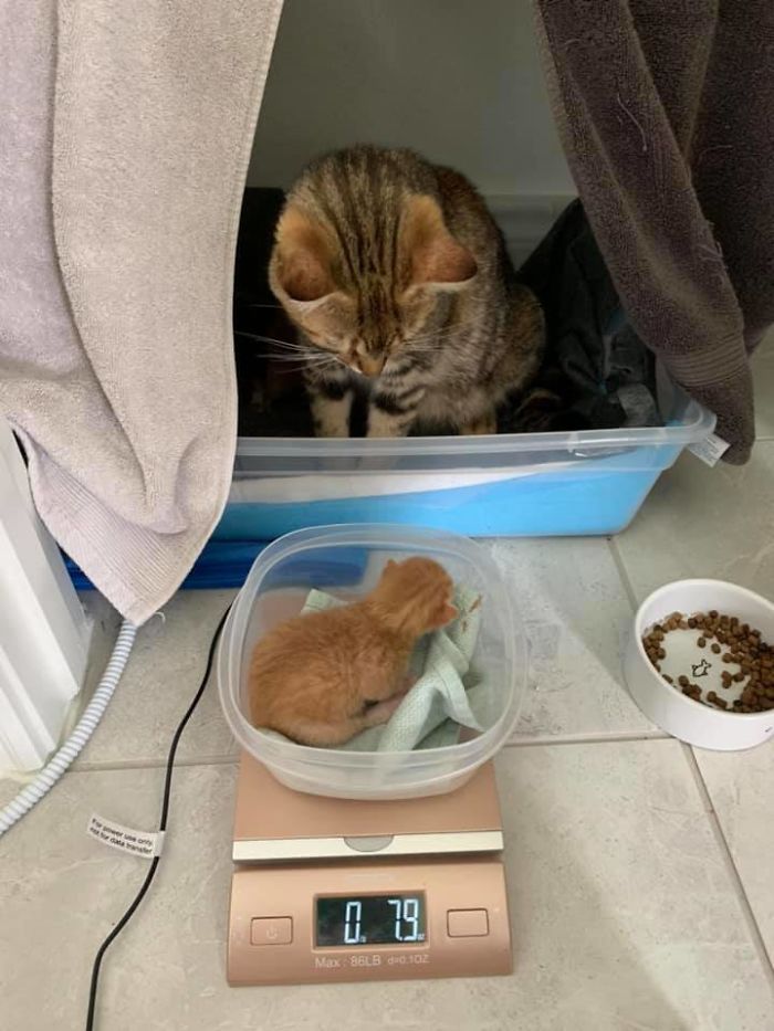 Woman Hilariously Documents Her Attempt To Take Care Of The Cat Who Wouldn&#8217;t Stop Visiting Her