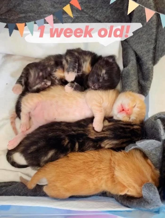 Woman Hilariously Documents Her Attempt To Take Care Of The Cat Who Wouldn&#8217;t Stop Visiting Her