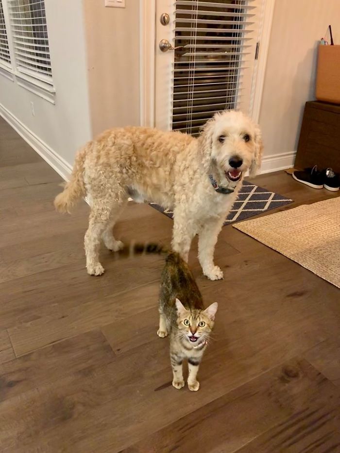 Woman Hilariously Documents Her Attempt To Take Care Of The Cat Who Wouldn&#8217;t Stop Visiting Her