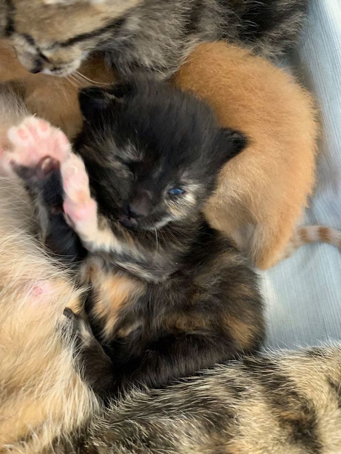 Woman Hilariously Documents Her Attempt To Take Care Of The Cat Who Wouldn&#8217;t Stop Visiting Her