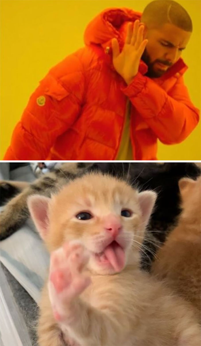 Woman Hilariously Documents Her Attempt To Take Care Of The Cat Who Wouldn&#8217;t Stop Visiting Her