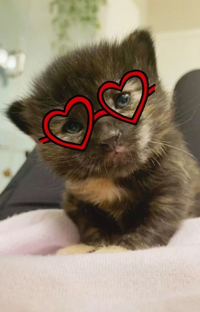 Woman Hilariously Documents Her Attempt To Take Care Of The Cat Who Wouldn&#8217;t Stop Visiting Her