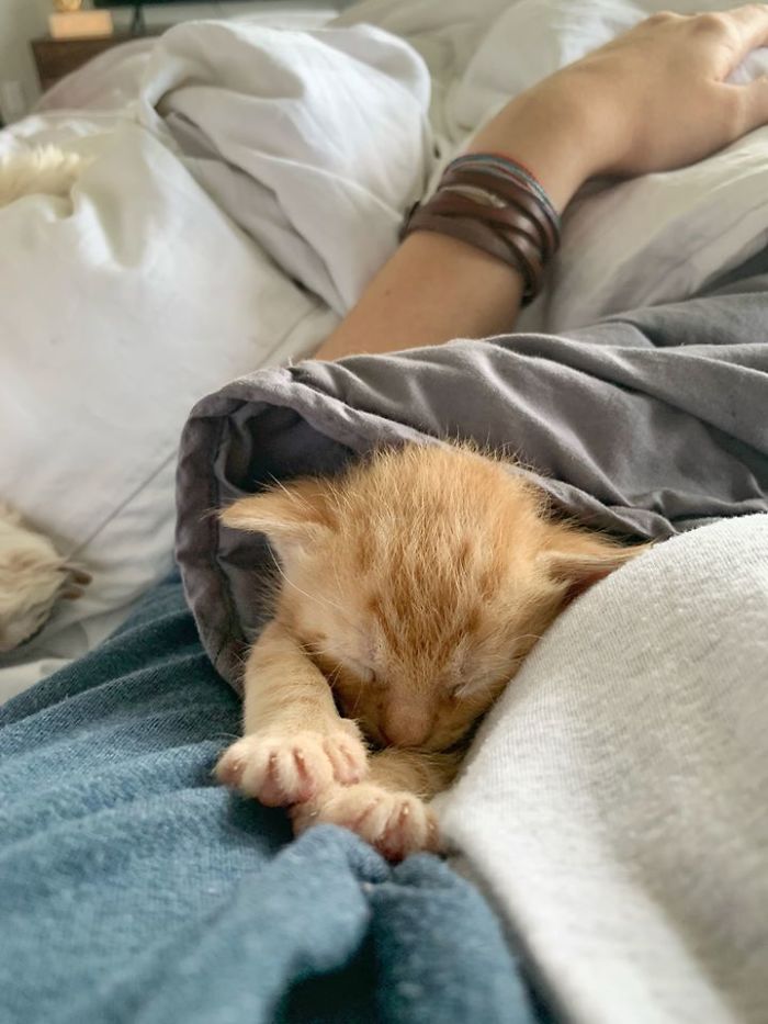 Woman Hilariously Documents Her Attempt To Take Care Of The Cat Who Wouldn&#8217;t Stop Visiting Her