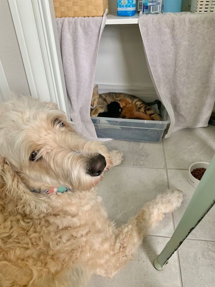 Woman Hilariously Documents Her Attempt To Take Care Of The Cat Who Wouldn&#8217;t Stop Visiting Her