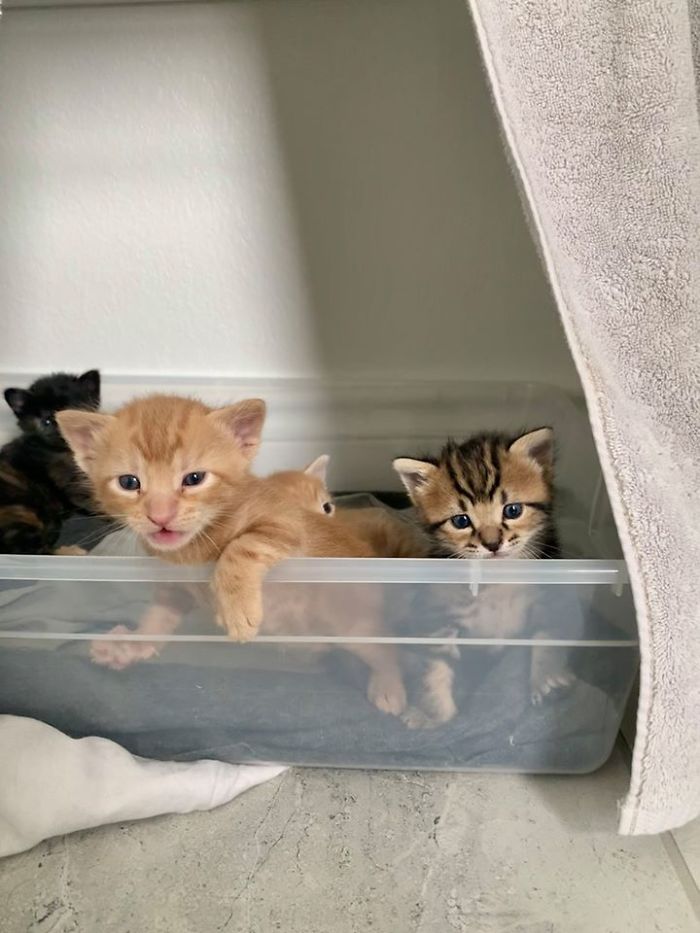 Woman Hilariously Documents Her Attempt To Take Care Of The Cat Who Wouldn&#8217;t Stop Visiting Her