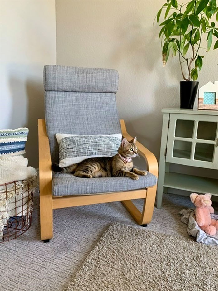 Woman Hilariously Documents Her Attempt To Take Care Of The Cat Who Wouldn&#8217;t Stop Visiting Her