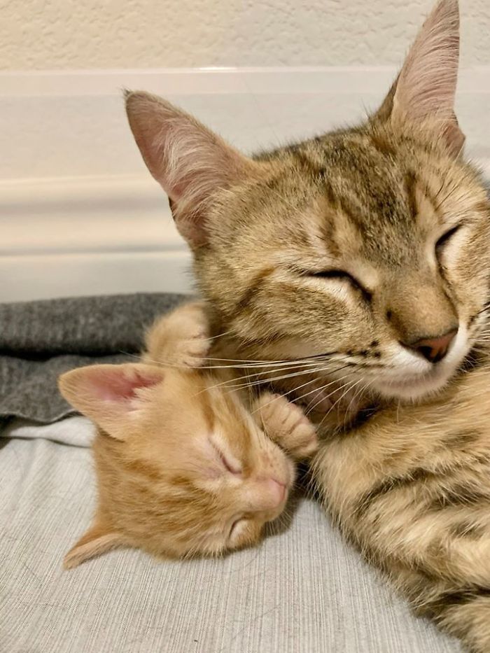 Woman Hilariously Documents Her Attempt To Take Care Of The Cat Who Wouldn&#8217;t Stop Visiting Her
