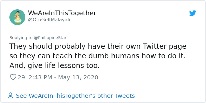 People In The Philippines Spotted Stray Cats Occupying The Circle Marks Near The Market People In The Philippines Spotted Stray Cats Occupying The Circle Marks Near The Market