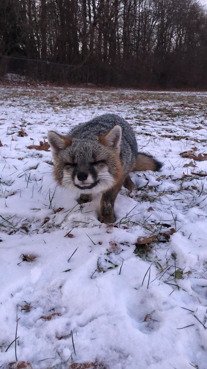 35 Fox Pics That Show What Wonderful Creatures They Are
