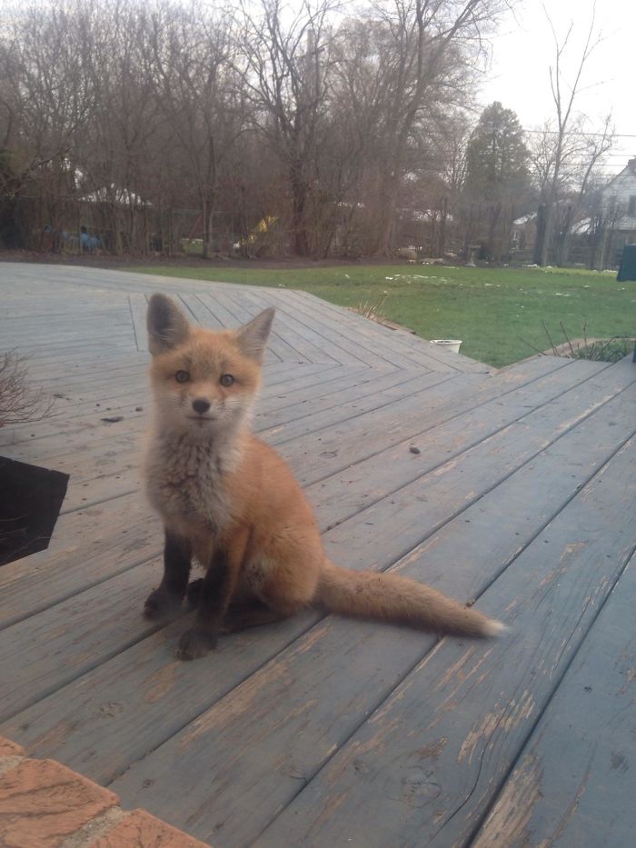35 Fox Pics That Show What Wonderful Creatures They Are