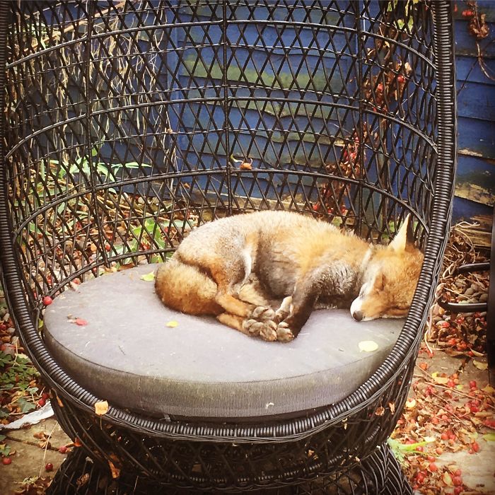 35 Fox Pics That Show What Wonderful Creatures They Are