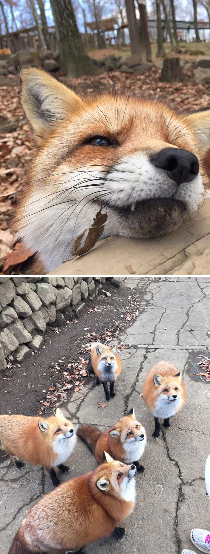 35 Fox Pics That Show What Wonderful Creatures They Are
