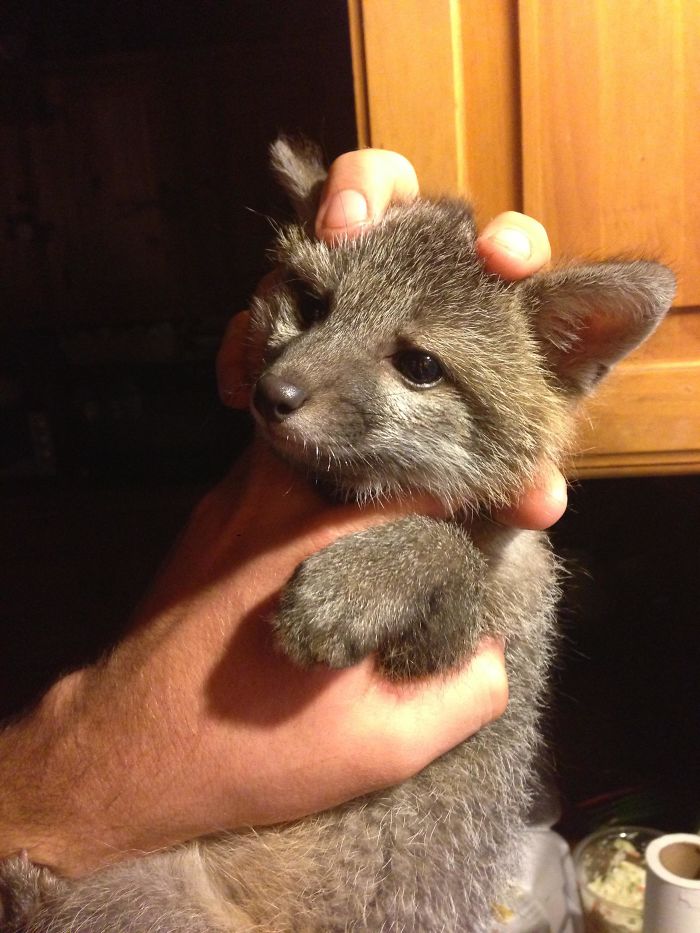 35 Fox Pics That Show What Wonderful Creatures They Are