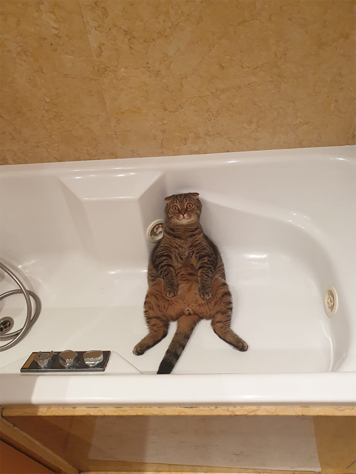 30 People On Twitter Share Pics Of Weirdo Cats Who Comfortably Sit In The Weirdest Positions