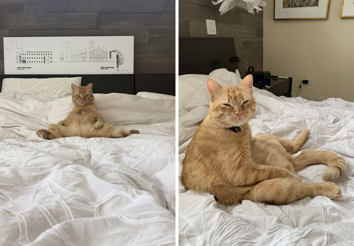 30 People On Twitter Share Pics Of Weirdo Cats Who Comfortably Sit In The Weirdest Positions