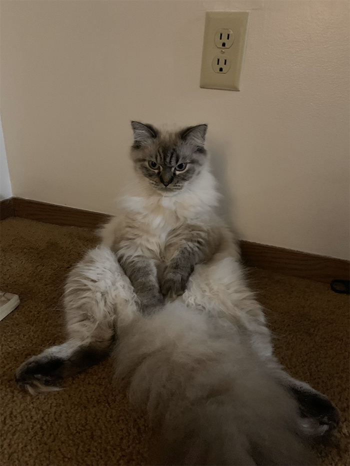30 People On Twitter Share Pics Of Weirdo Cats Who Comfortably Sit In The Weirdest Positions