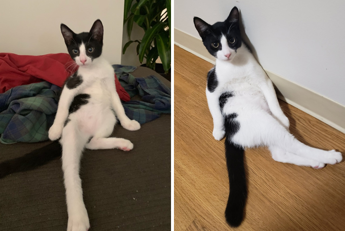 30 People On Twitter Share Pics Of Weirdo Cats Who Comfortably Sit In The Weirdest Positions