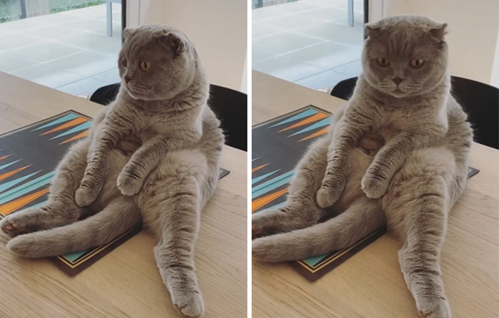 30 People On Twitter Share Pics Of Weirdo Cats Who Comfortably Sit In The Weirdest Positions
