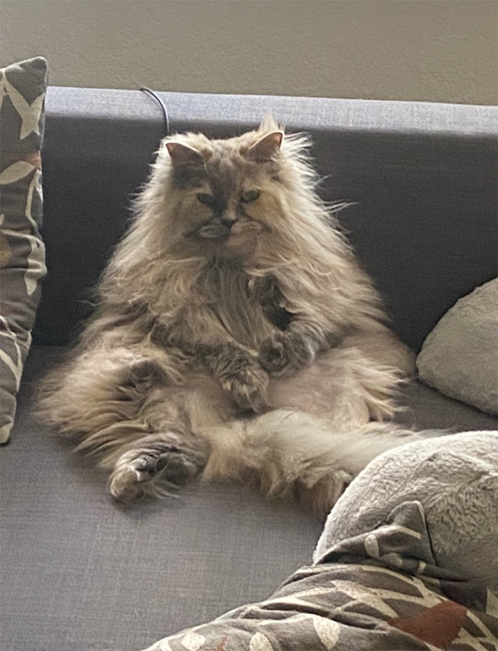 30 People On Twitter Share Pics Of Weirdo Cats Who Comfortably Sit In The Weirdest Positions