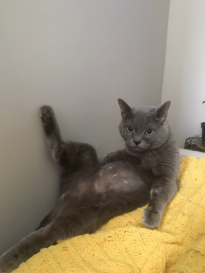 30 People On Twitter Share Pics Of Weirdo Cats Who Comfortably Sit In The Weirdest Positions