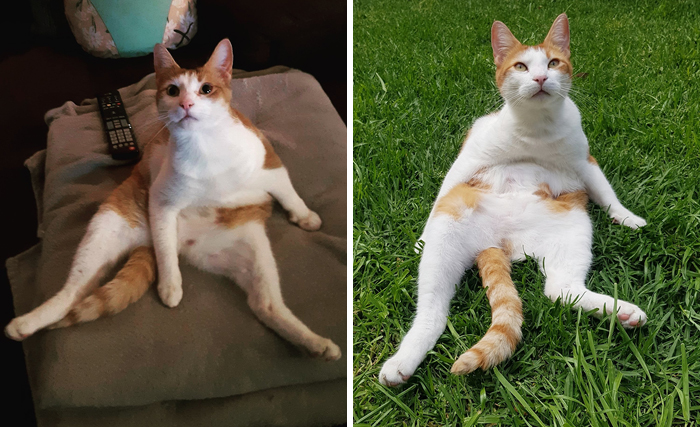 30 People On Twitter Share Pics Of Weirdo Cats Who Comfortably Sit In The Weirdest Positions