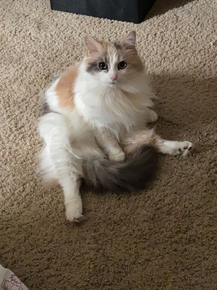 30 People On Twitter Share Pics Of Weirdo Cats Who Comfortably Sit In The Weirdest Positions