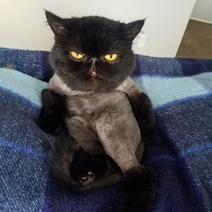 30 People On Twitter Share Pics Of Weirdo Cats Who Comfortably Sit In The Weirdest Positions