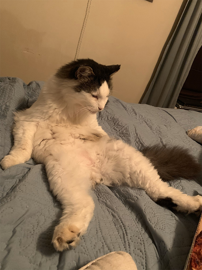 30 People On Twitter Share Pics Of Weirdo Cats Who Comfortably Sit In The Weirdest Positions