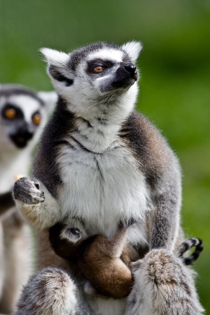 I Photograph The Loving Bond Between Animal Moms And Their Babies (34 Pics) I Photograph The Loving Bond Between Animal Moms And Their Babies (34 Pics)