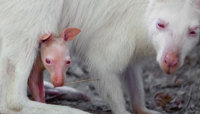 I Photograph The Loving Bond Between Animal Moms And Their Babies (34 Pics) I Photograph The Loving Bond Between Animal Moms And Their Babies (34 Pics)
