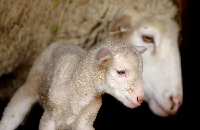 I Photograph The Loving Bond Between Animal Moms And Their Babies (34 Pics) I Photograph The Loving Bond Between Animal Moms And Their Babies (34 Pics)
