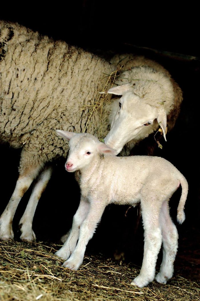 I Photograph The Loving Bond Between Animal Moms And Their Babies (34 Pics) I Photograph The Loving Bond Between Animal Moms And Their Babies (34 Pics)