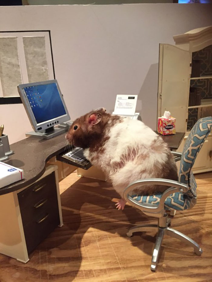 Woman Creates Tiny Lockdown Scenes With Her Pet Hamsters And It’s Too Adorable Woman Creates Tiny Lockdown Scenes With Her Pet Hamsters And It’s Too Adorable