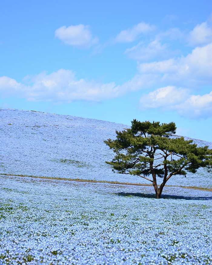 Over 5 Million Tiny Blue Flowers Have Bloomed In This Japanese Park, Unveiling A Magical Sight Over 5 Million Tiny Blue Flowers Have Bloomed In This Japanese Park, Unveiling A Magical Sight