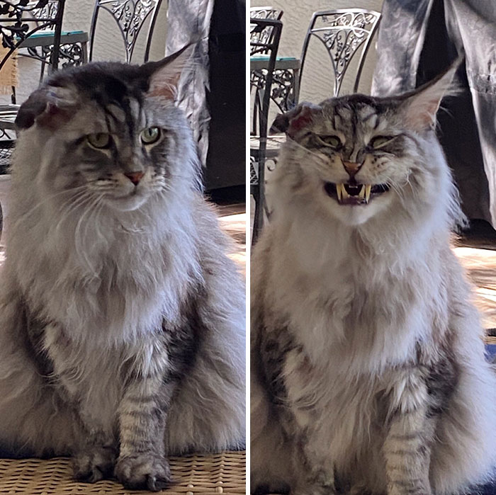 40 Times Cat Owners Got Fascinated By Their ‘Teefies’ 40 Times Cat Owners Got Fascinated By Their ‘Teefies’