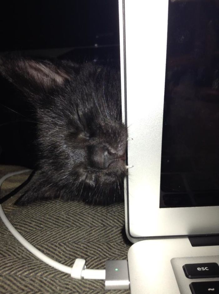 40 Times Cat Owners Got Fascinated By Their ‘Teefies’ 40 Times Cat Owners Got Fascinated By Their ‘Teefies’