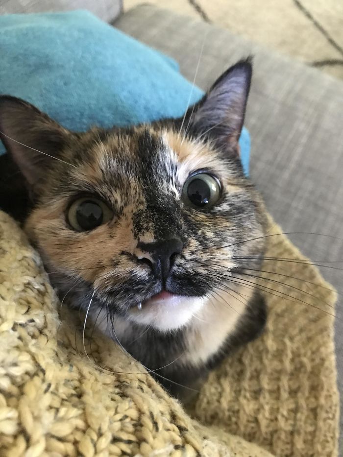 40 Times Cat Owners Got Fascinated By Their ‘Teefies’ 40 Times Cat Owners Got Fascinated By Their ‘Teefies’