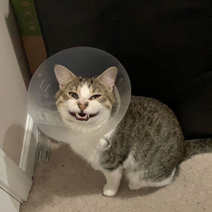 40 Times Cat Owners Got Fascinated By Their ‘Teefies’ 40 Times Cat Owners Got Fascinated By Their ‘Teefies’