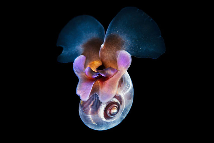 30 Incredible Photos Of Real-Life Underwater Creatures That Look Like CGI 30 Incredible Photos Of Real-Life Underwater Creatures That Look Like CGI