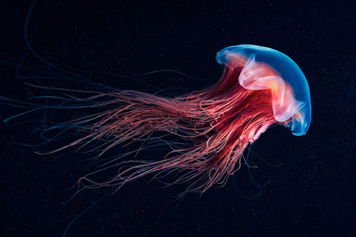 30 Incredible Photos Of Real-Life Underwater Creatures That Look Like CGI 30 Incredible Photos Of Real-Life Underwater Creatures That Look Like CGI