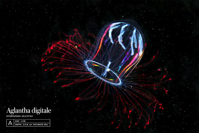 30 Incredible Photos Of Real-Life Underwater Creatures That Look Like CGI 30 Incredible Photos Of Real-Life Underwater Creatures That Look Like CGI