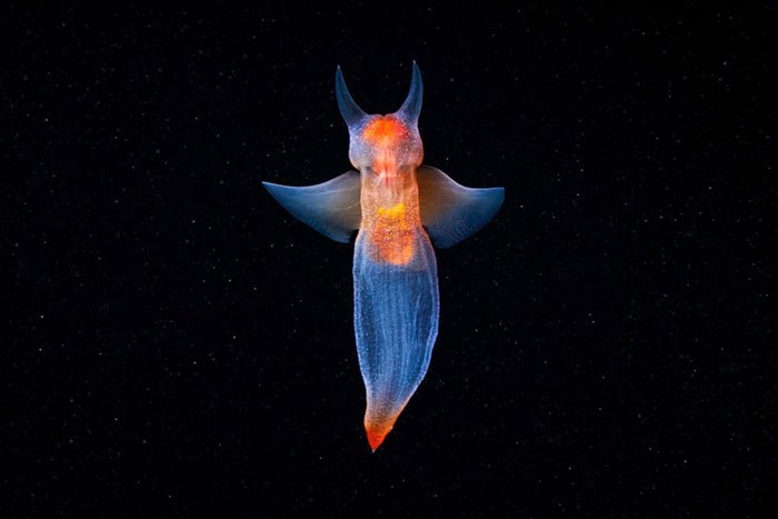 30 Incredible Photos Of Real-Life Underwater Creatures That Look Like CGI 30 Incredible Photos Of Real-Life Underwater Creatures That Look Like CGI