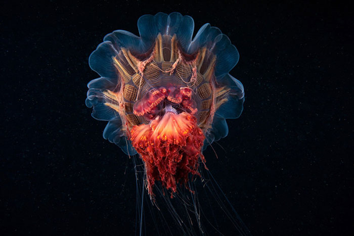 30 Incredible Photos Of Real-Life Underwater Creatures That Look Like CGI 30 Incredible Photos Of Real-Life Underwater Creatures That Look Like CGI