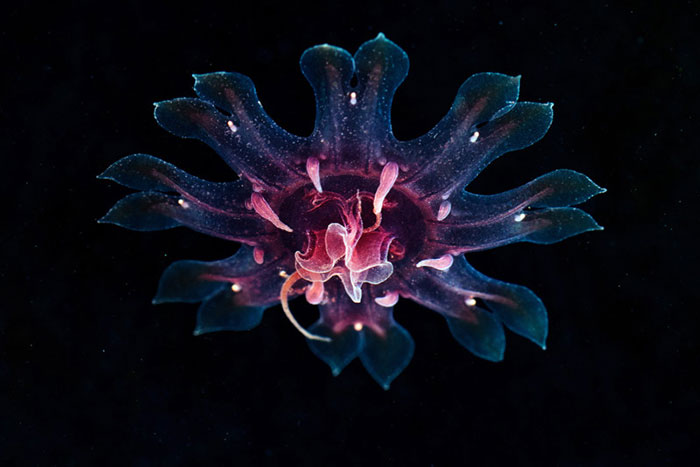30 Incredible Photos Of Real-Life Underwater Creatures That Look Like CGI 30 Incredible Photos Of Real-Life Underwater Creatures That Look Like CGI