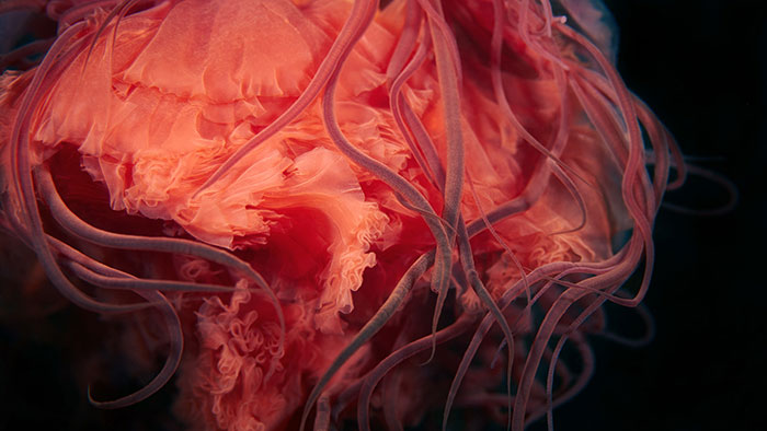 30 Incredible Photos Of Real-Life Underwater Creatures That Look Like CGI 30 Incredible Photos Of Real-Life Underwater Creatures That Look Like CGI