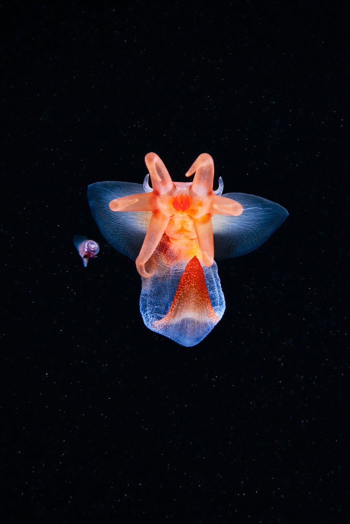 30 Incredible Photos Of Real-Life Underwater Creatures That Look Like CGI 30 Incredible Photos Of Real-Life Underwater Creatures That Look Like CGI