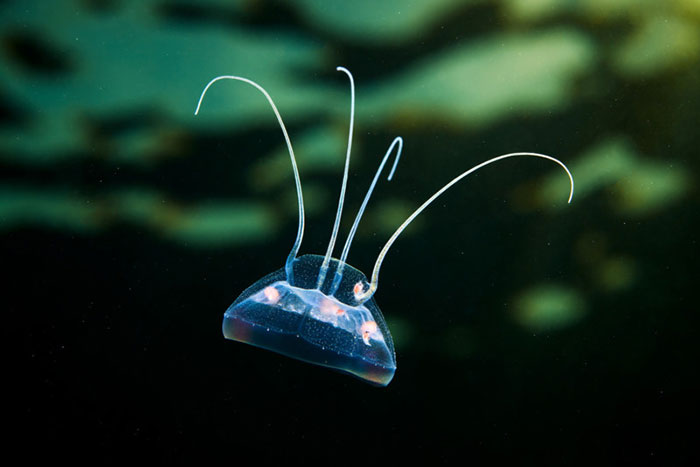 30 Incredible Photos Of Real-Life Underwater Creatures That Look Like CGI 30 Incredible Photos Of Real-Life Underwater Creatures That Look Like CGI