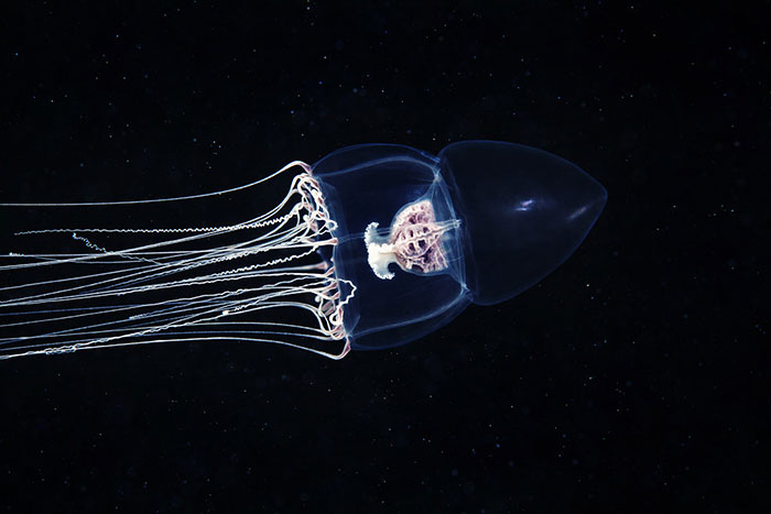 30 Incredible Photos Of Real-Life Underwater Creatures That Look Like CGI 30 Incredible Photos Of Real-Life Underwater Creatures That Look Like CGI