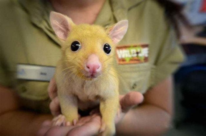 Australian Veterinary Clinic Rescues A Rare Golden Possum, People Say They Just Caught A Pikachu