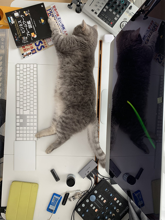 Man Trying To Work From Home Gets Constantly Interrupted By His Cat, Tricks It Into Being Calm By Placing A Box On His Desk Man Trying To Work From Home Gets Constantly Interrupted By His Cat, Tricks It Into Being Calm By Placing A Box On His Desk